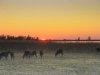 oostvaardersplassen 1.jpg